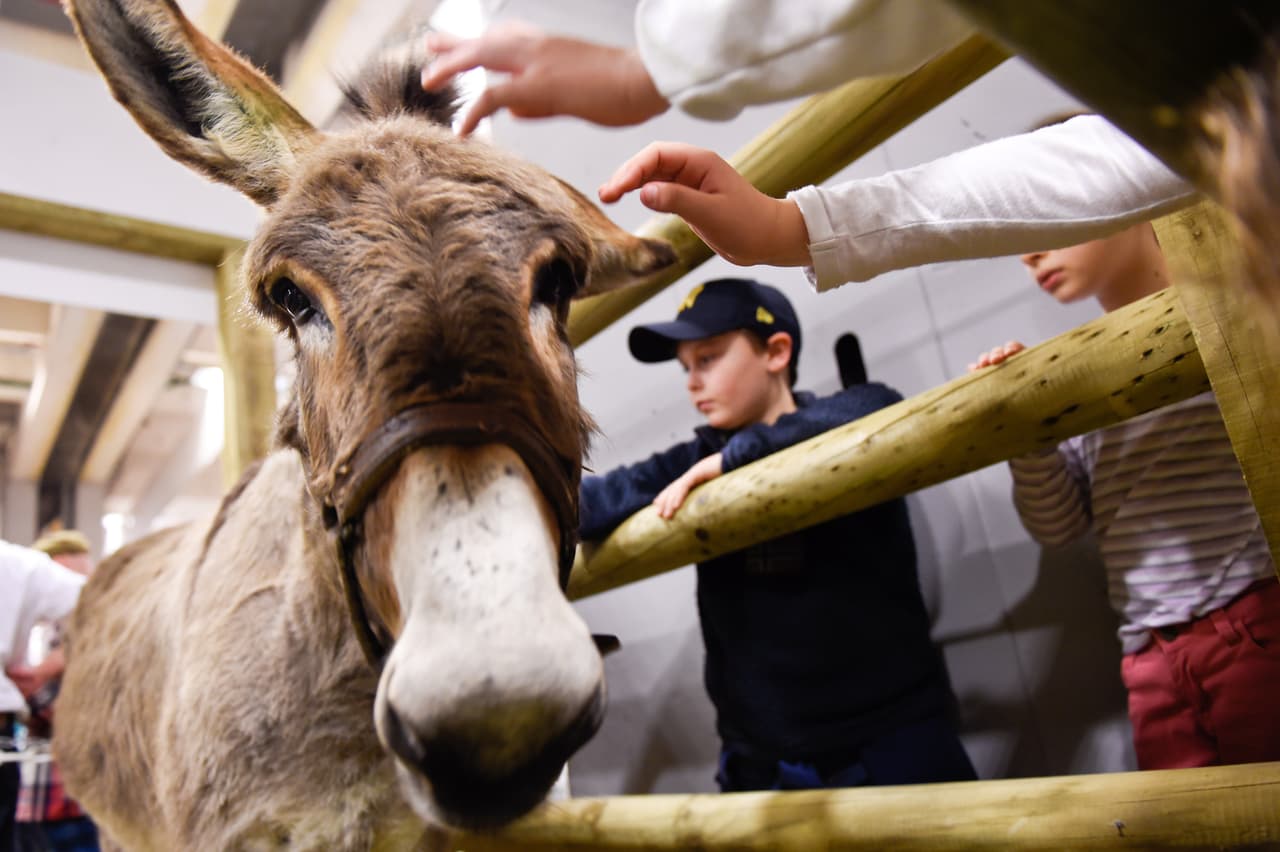 Burro de zoo polaco pronostica el Irlanda del Norte-Polonia