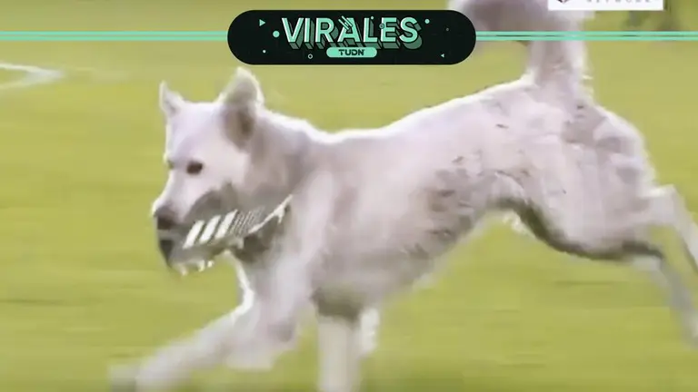 ¡perro Roba Zapato En Pleno Partido De Futbol Tudn Fútbol Tudn